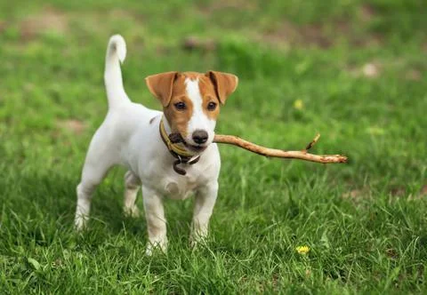 The puppy Stock Photos