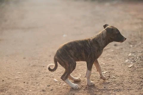 Puppy Stock Photos