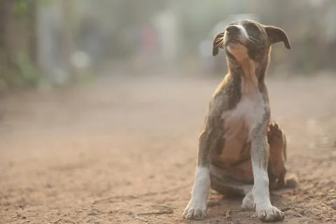 Puppy Stock Photos