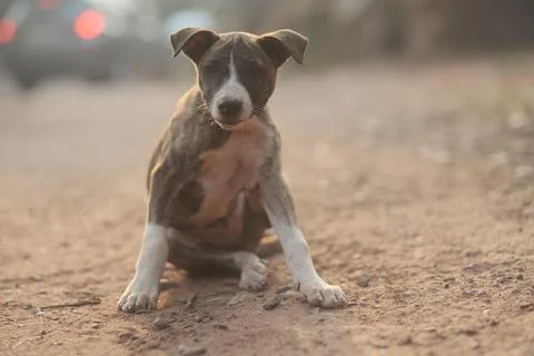 Puppy Stock Photos