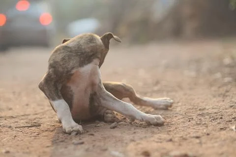 Puppy Stock Photos