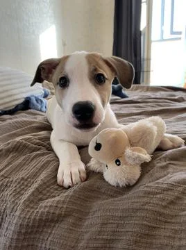 A puppy Stock Photos