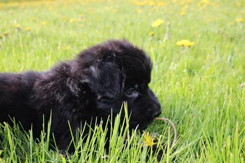 Puppy Stock Photos