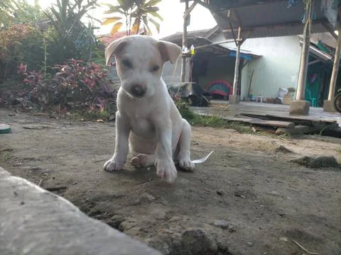 Puppy Stock Photos