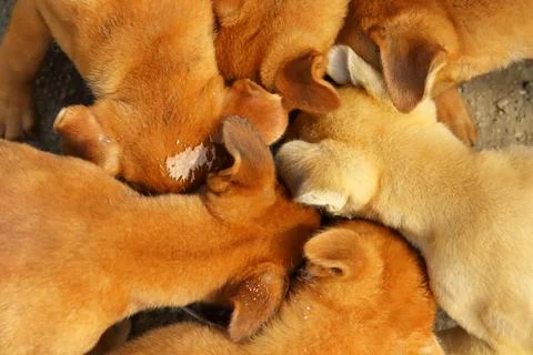 Puppy Stock Photos
