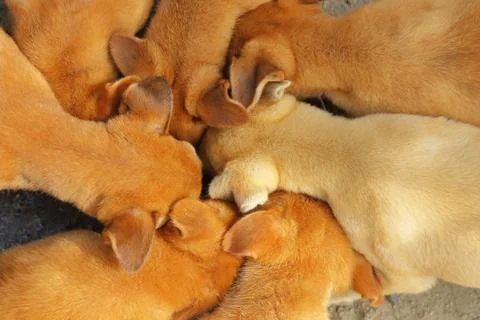 Puppy Stock Photos