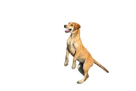 Puppy Stock Photos
