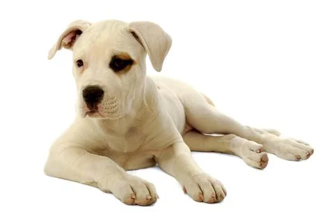 Puppy Stock Photos
