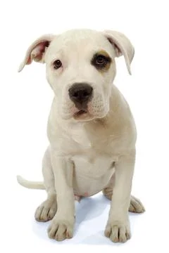 Puppy Stock Photos