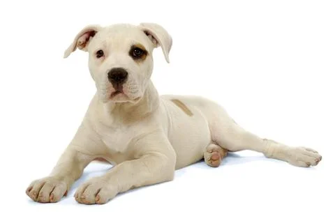 Puppy Foto stock