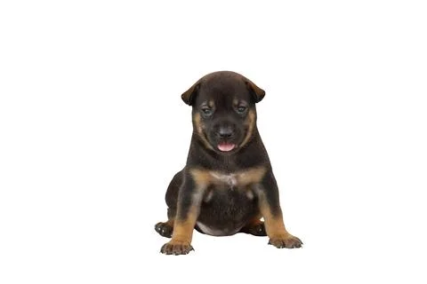 Puppy Stock Photos