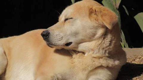 Puppy Foto stock