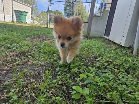 Puppy Stock Photos