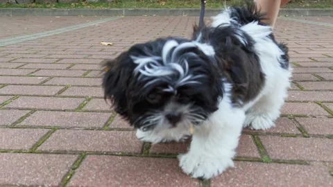 Puppy picks up and eats leaves Stock Footage 278658735