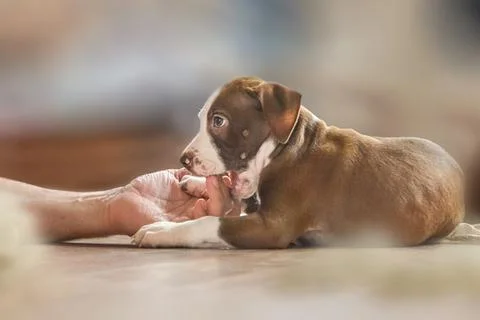 Puppy pitbull Stock Photos
