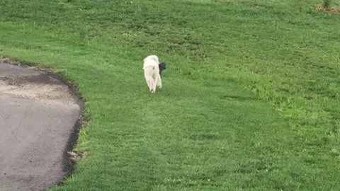 Puppy play on the lawn. Stock Footage 296775688