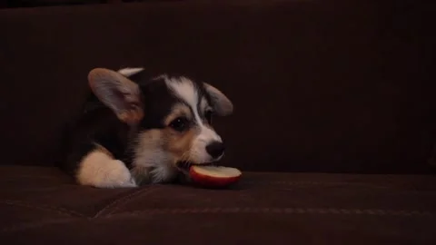 Puppy playing with apple, evening time Видео 95750837