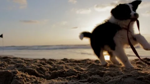 Puppy playing on beach sand Video stock 270817445