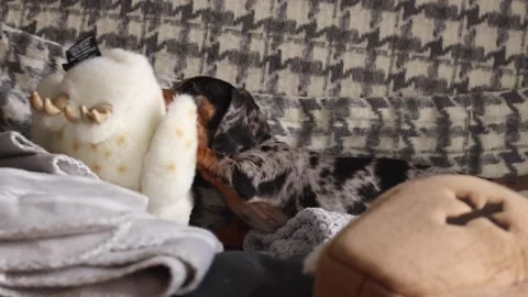 Puppy playing biting Stock Footage 171909622