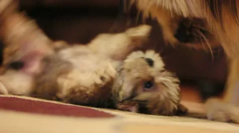 Puppy playing with Dog Stock Footage 22117617