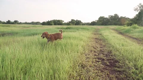 A puppy is playing on the field Stock-Footage 167429534