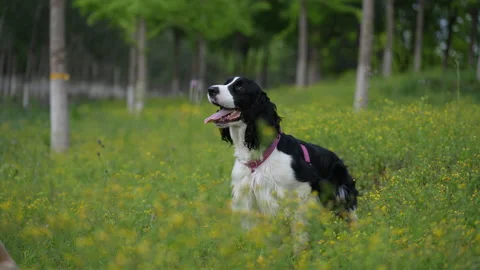 Puppy playing in the field Stock Footage 195430033