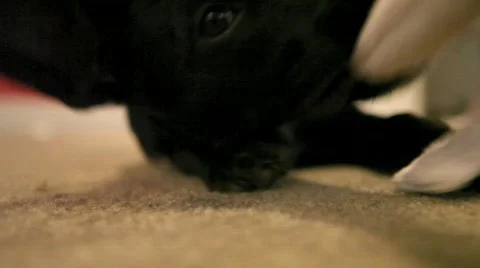 Puppy Playing Stock Footage 625842