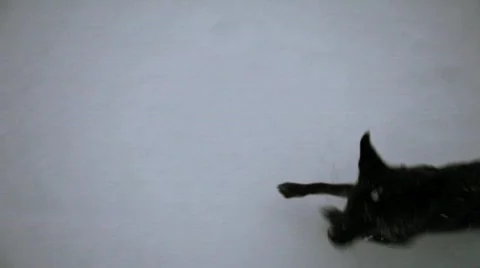 Puppy Playing Stock Footage 625910