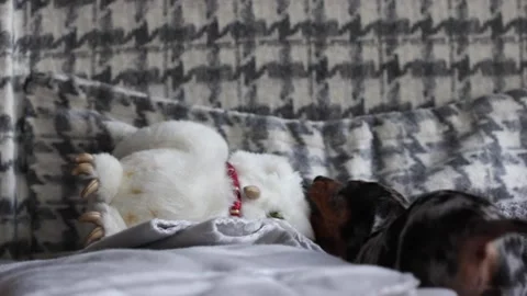 Puppy playing Stock Footage 171909657