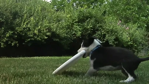 Puppy playing with frisbee Stock Footage