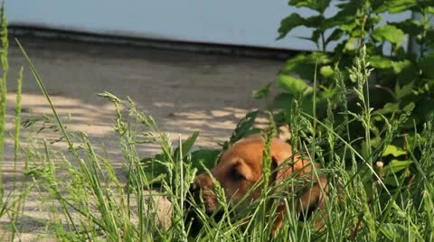 Puppy playing in the grass 動画素材 10921695