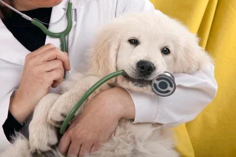 Puppy playing Stock Photos