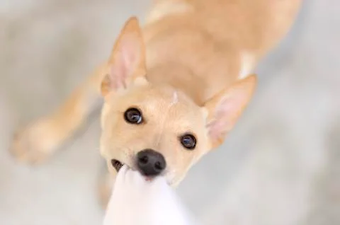 Puppy Playing Stock Photos