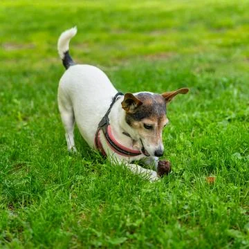 Puppy playing with a pine cone on the grass in the public park. Foto stock