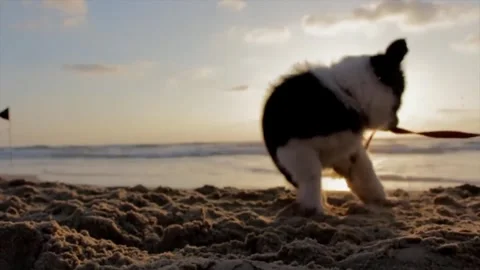 Puppy playing on sunset beach. Stock Footage 305372082
