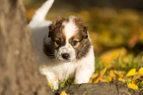 Puppy playing in sunset Stock Photos