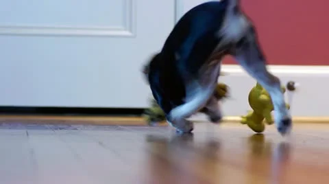 Puppy Plays Fetch with Bone Stock Footage 22140397