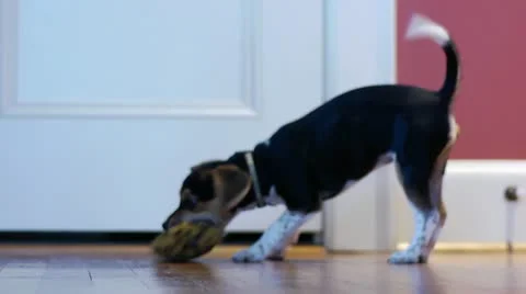 Puppy Plays Fetch Stock Footage 22140358
