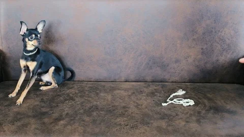 The puppy plays with a hand Stock Footage 89112178