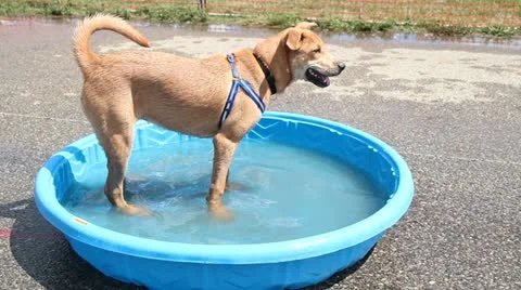 Puppy in a pool Vidéo 11717698