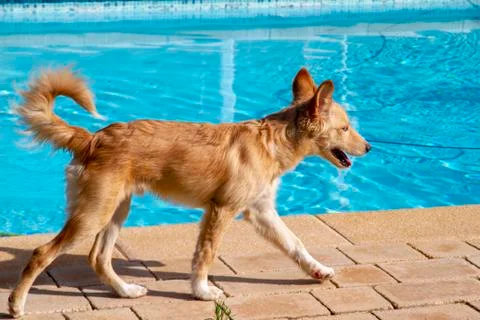 Puppy by the pool Stock Photos
