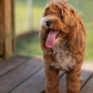 Puppy on porch panting after play Stock Photos
