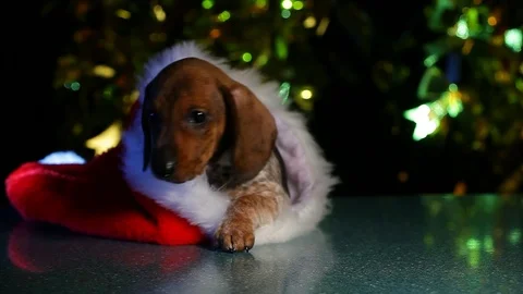 Puppy portrait hat dark background hd footage Stock Footage 120932733