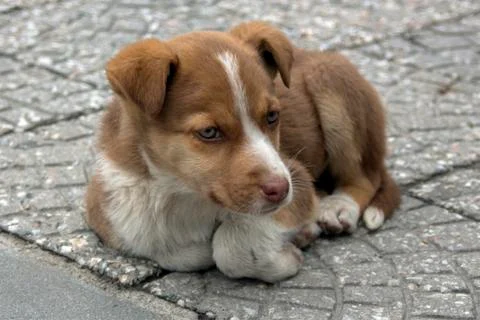 Puppy Portrait Stock Photos
