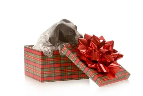 Puppy present Stock Photos