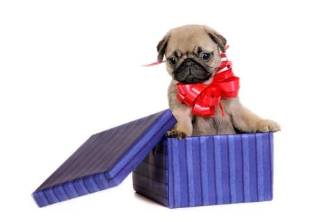 Puppy present. Stock Photos