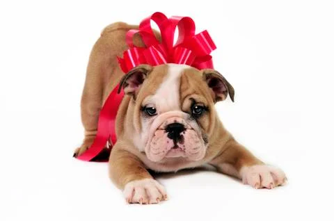 Puppy for present. Stock Photos