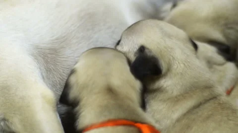 Puppy Pug  Stock-Footage 66031119