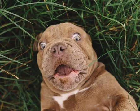 Puppy pulling a funny face Foto stock
