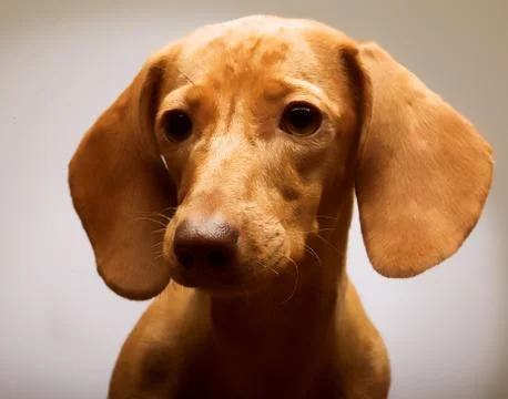 Puppy rate Stock Photos